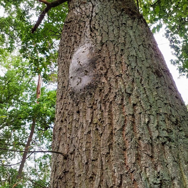 Spielplatz Schillerstraße vorübergehend gesperrt – Stadt informiert zum Eichenprozessionsspinner